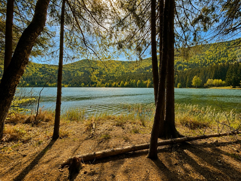 Forest lake in early spring