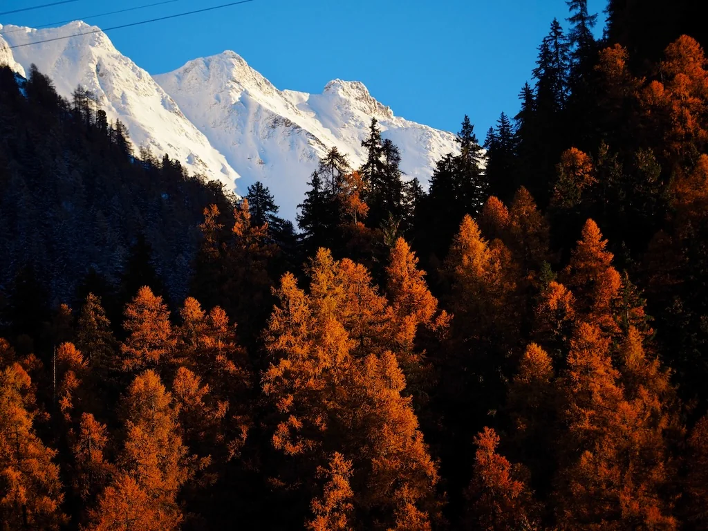 Autumn larches with snow-capped peaks